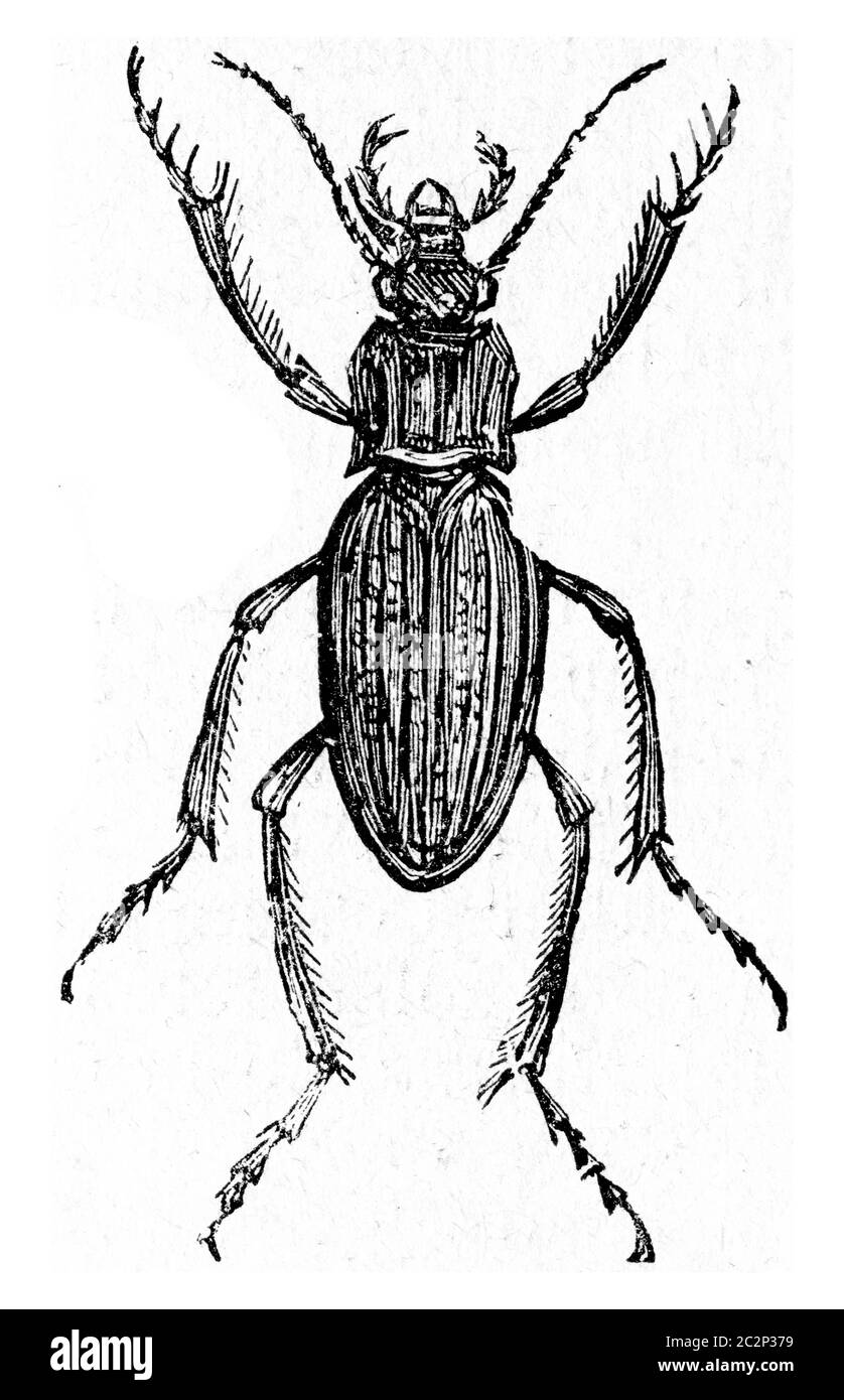 Carabus auratus, illustration gravée d'époque. Banque D'Images