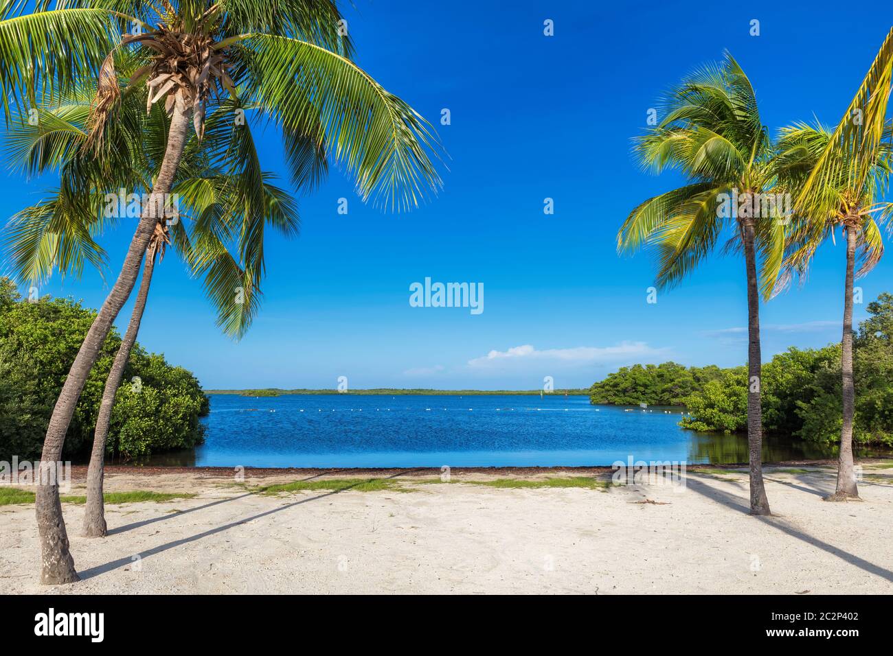 Palmiers sur une plage tropicale dans la région de Florida Keys. Banque D'Images