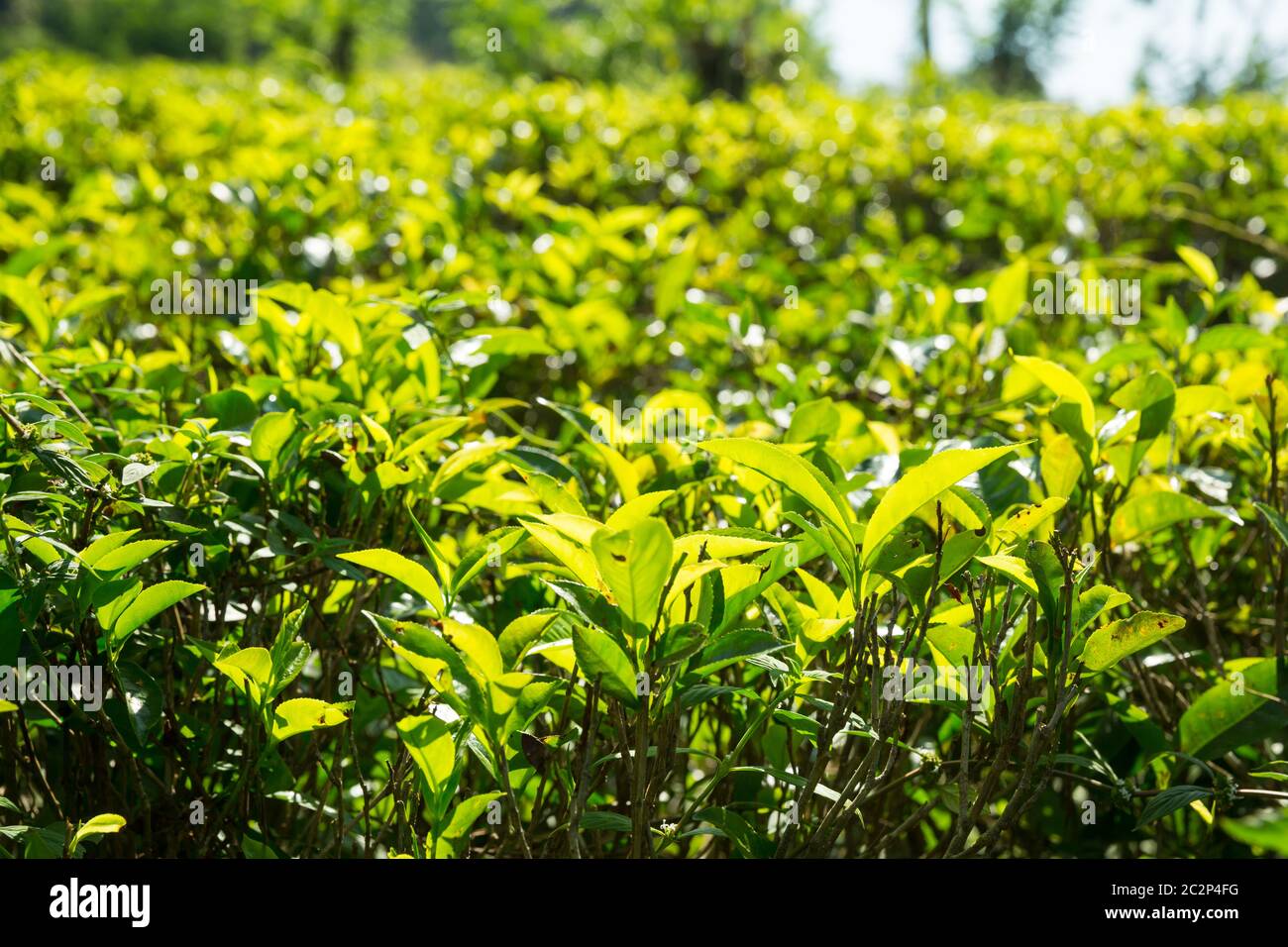 Les buissons de thé du Ceylan, vert des plantations de Sri Lanka. Champs de culture Banque D'Images