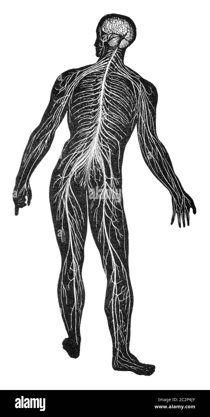 Le système nerveux, vintage engraved illustration. Banque D'Images
