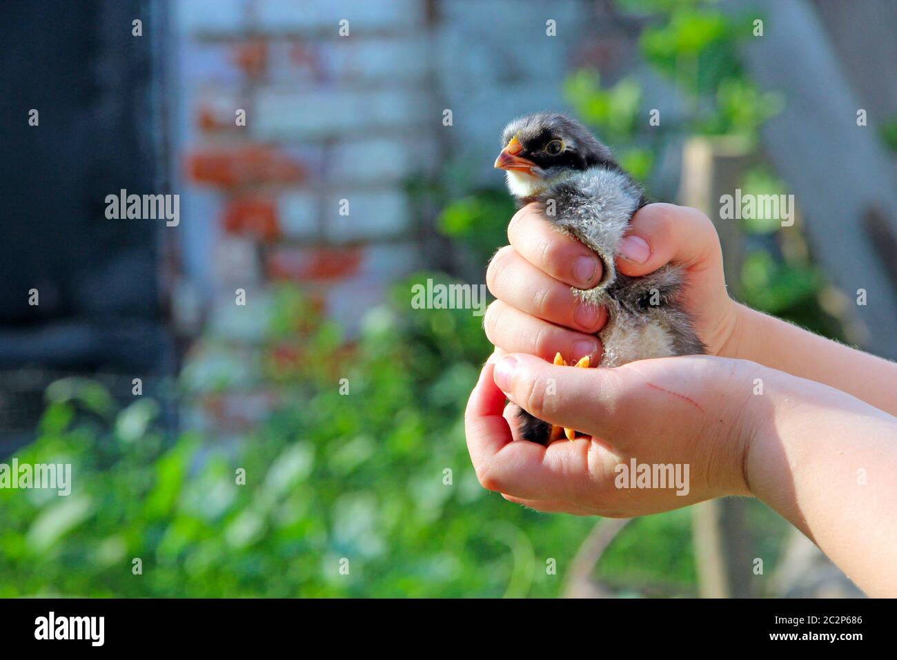 Poulet bébé dans une ferme de volaille. Jeune poulet sur la main humaine Banque D'Images