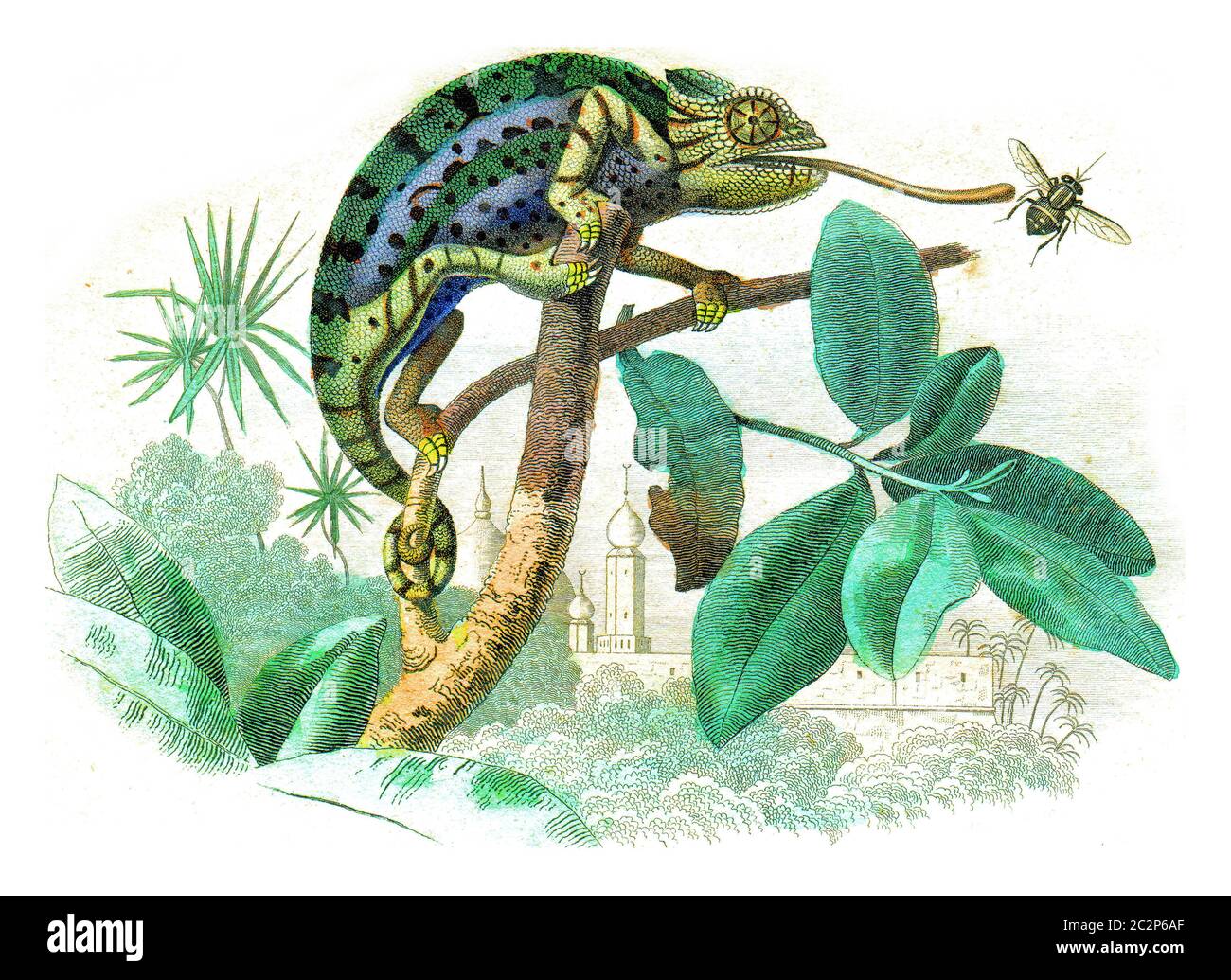 Caméléon, illustration gravée d'époque. Histoire naturelle de Lacepede. Banque D'Images