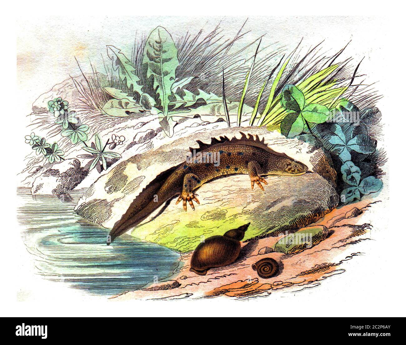 La salamandre a une queue plate, mâle, vintage gravé illustration. Histoire naturelle de Lacepede. Banque D'Images