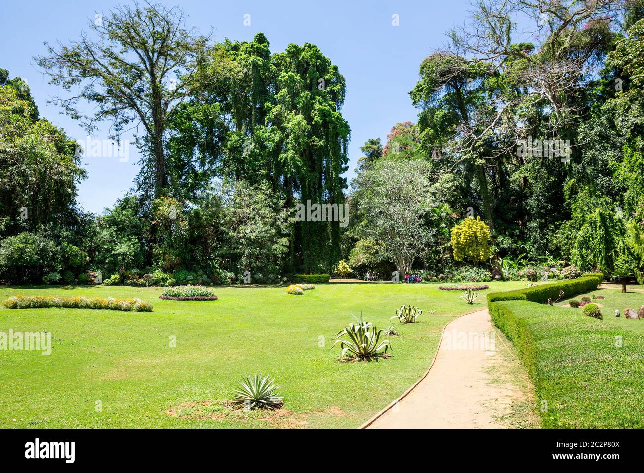 L'herbe verte dans le parc tropical sur le Sri Lanka. Nature Ceylan Banque D'Images