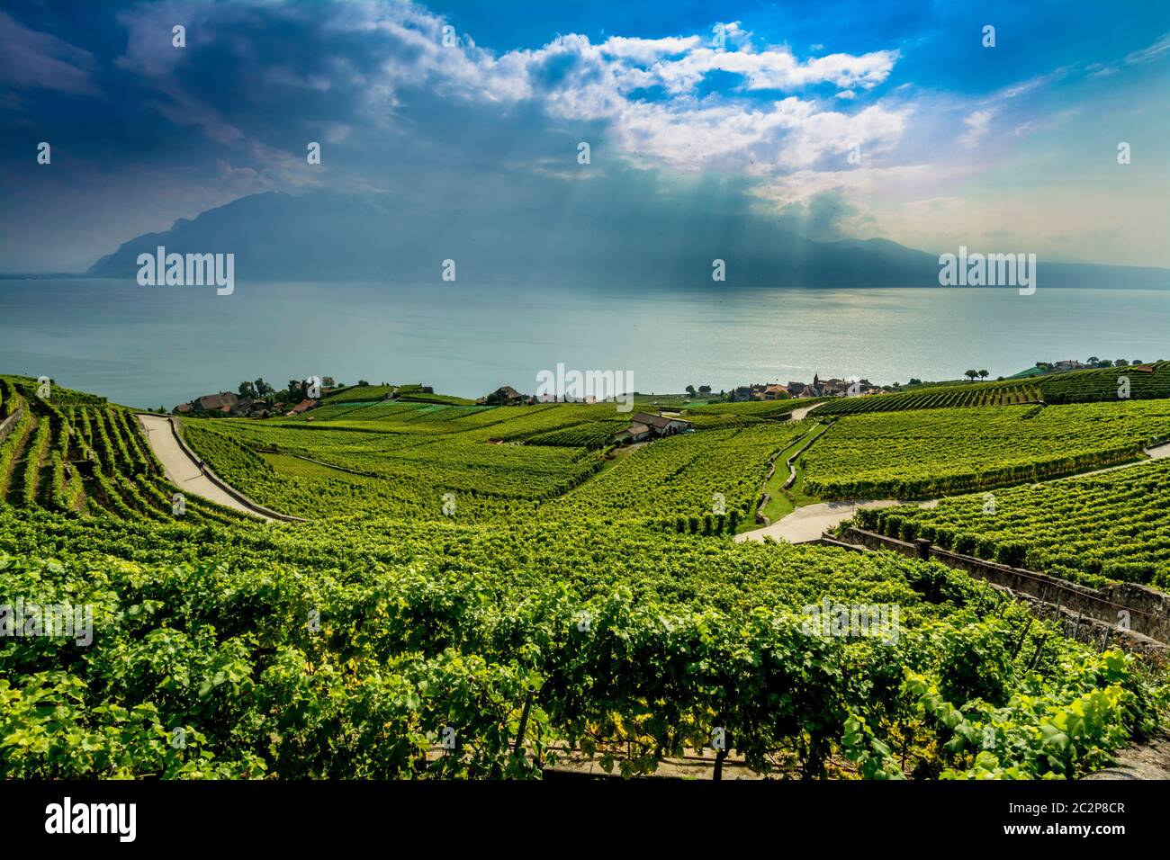 Vignobles de la région de Lavaux au-dessus du lac Léman près de Vevey. Patrimoine mondial de l'UNESCO. Suisse Banque D'Images