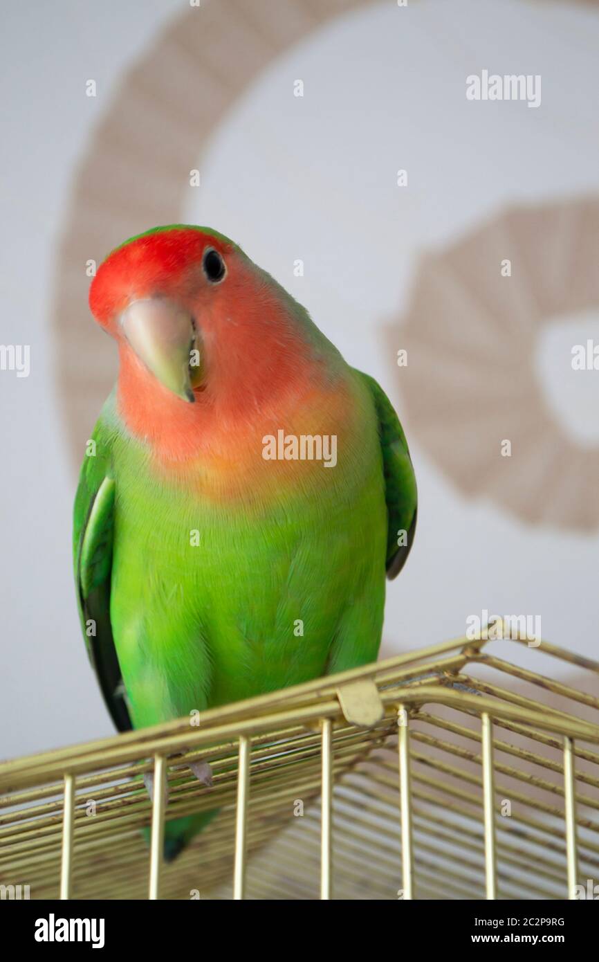 magnifique oiseau de rivage au fini rosé, debout sur une cage de cadre en acier dans la maison Banque D'Images