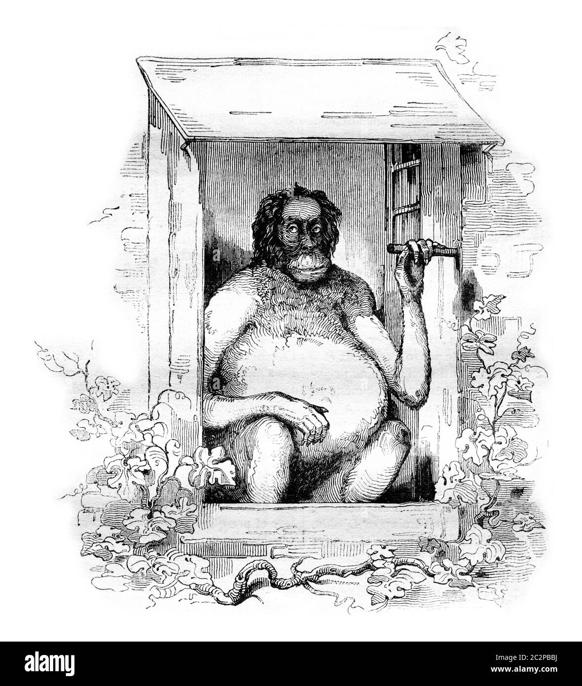 Le nouvel orangutan du Musée d'Histoire naturelle, illustration gravée d'époque. Magasin Pittoresque 1836. Banque D'Images