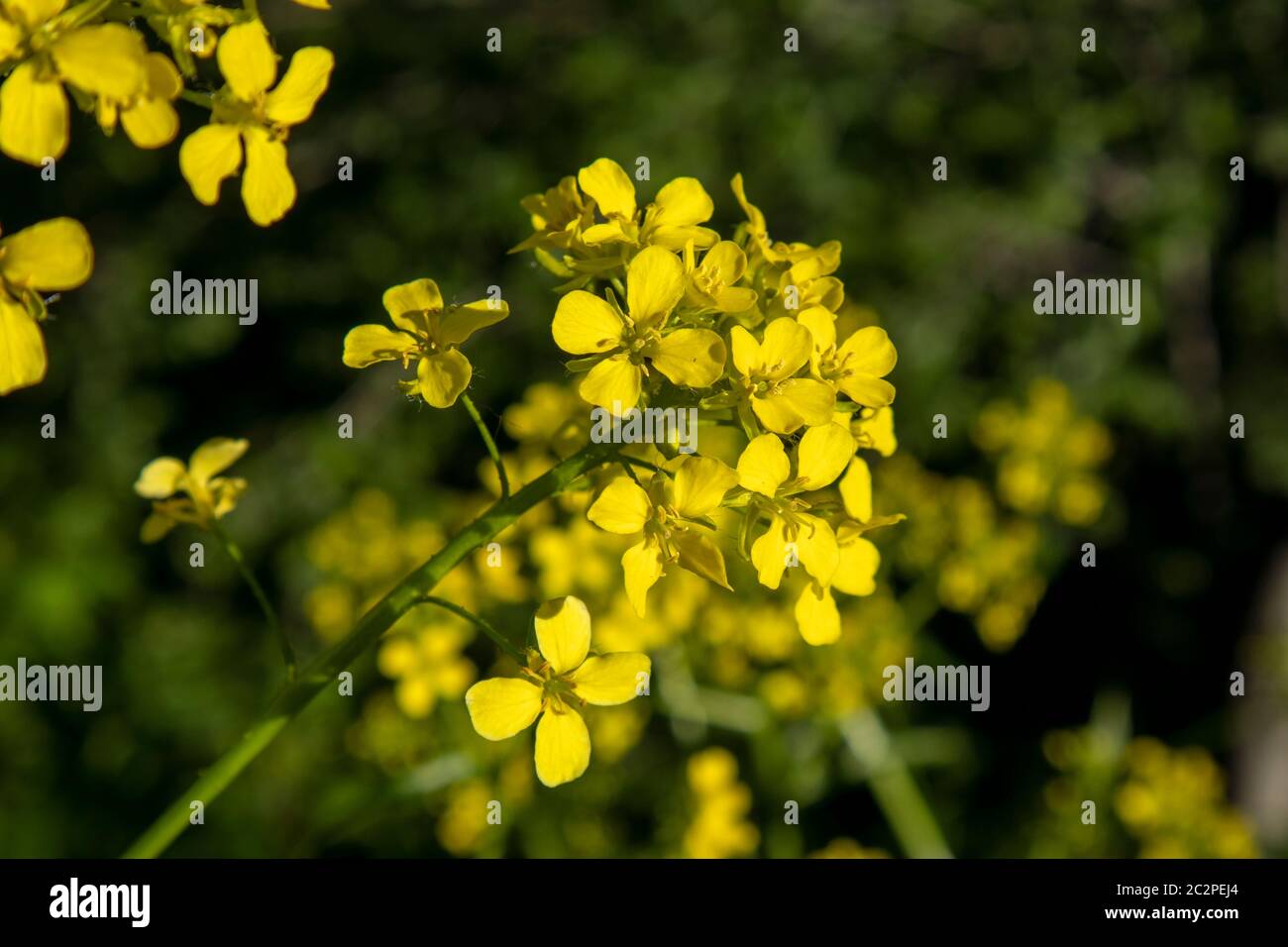 Wartycabbage Bunias orientalis, Bain Turc, fleurs Banque D'Images