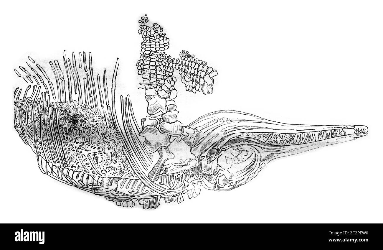 ichthyosaur fossil banque d images noir et blanc alamy nom de la page coloriage zygarde