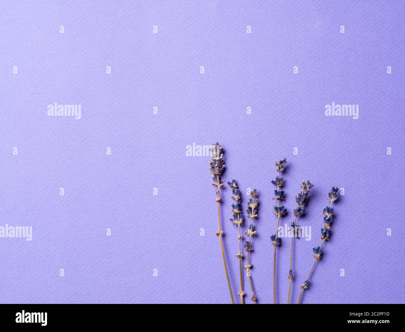 fleurs de lavande sur fond violet vif Banque D'Images