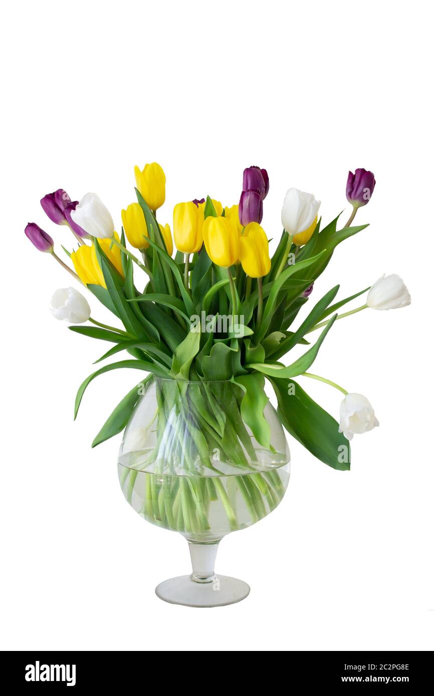 Vase de tulipes sur fond blanc, isoler, couper Banque D'Images