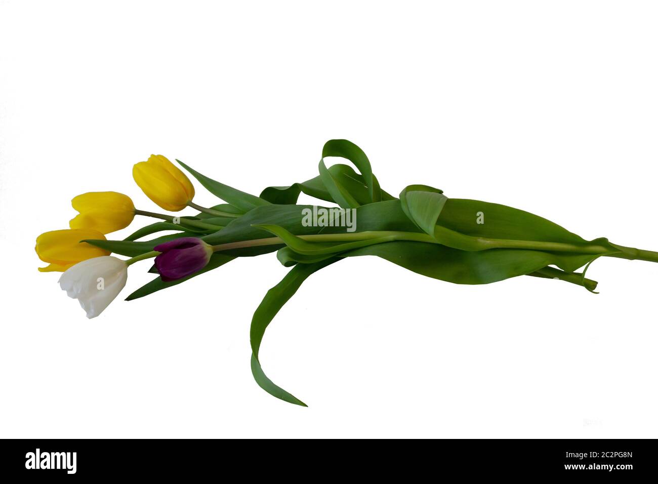 Fleur de tulipe sur fond blanc, isolat, cu Banque D'Images