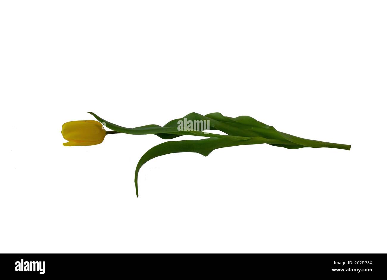 Fleur de tulipe sur fond blanc, isolat, cu Banque D'Images