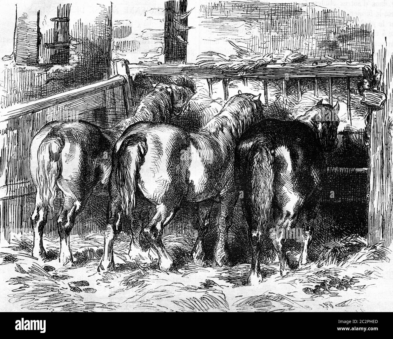 Chevaux Percheron dans l'illustration stable, vintage gravée. Magasin Pittoresque 1857. Banque D'Images