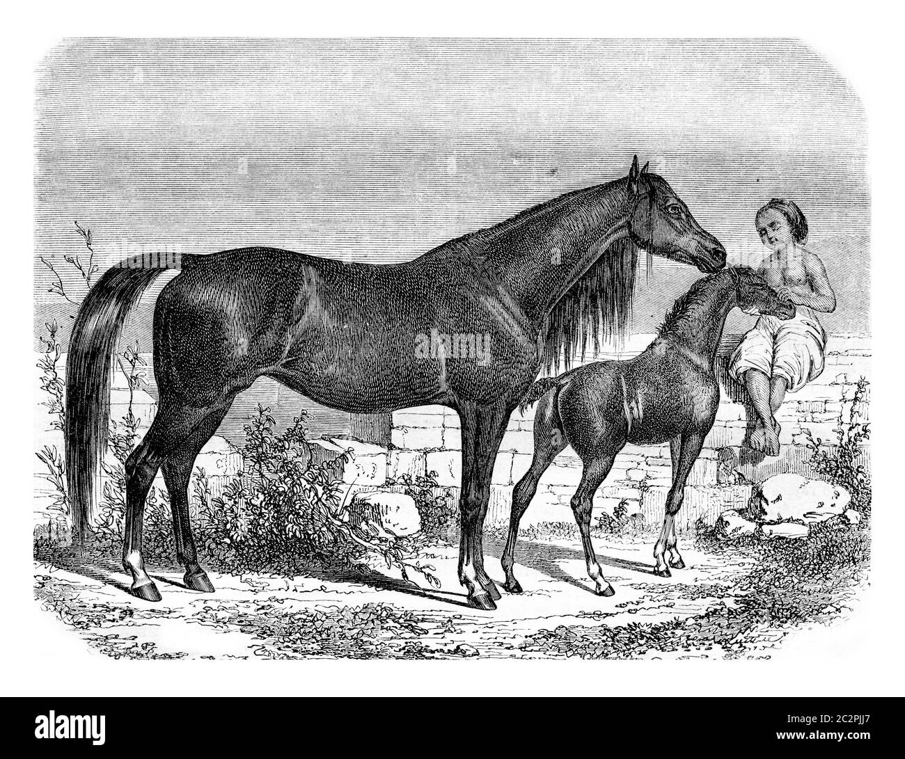 Jument arabe et foal, illustration gravée vintage. Magasin Pittoresque 1861. Banque D'Images