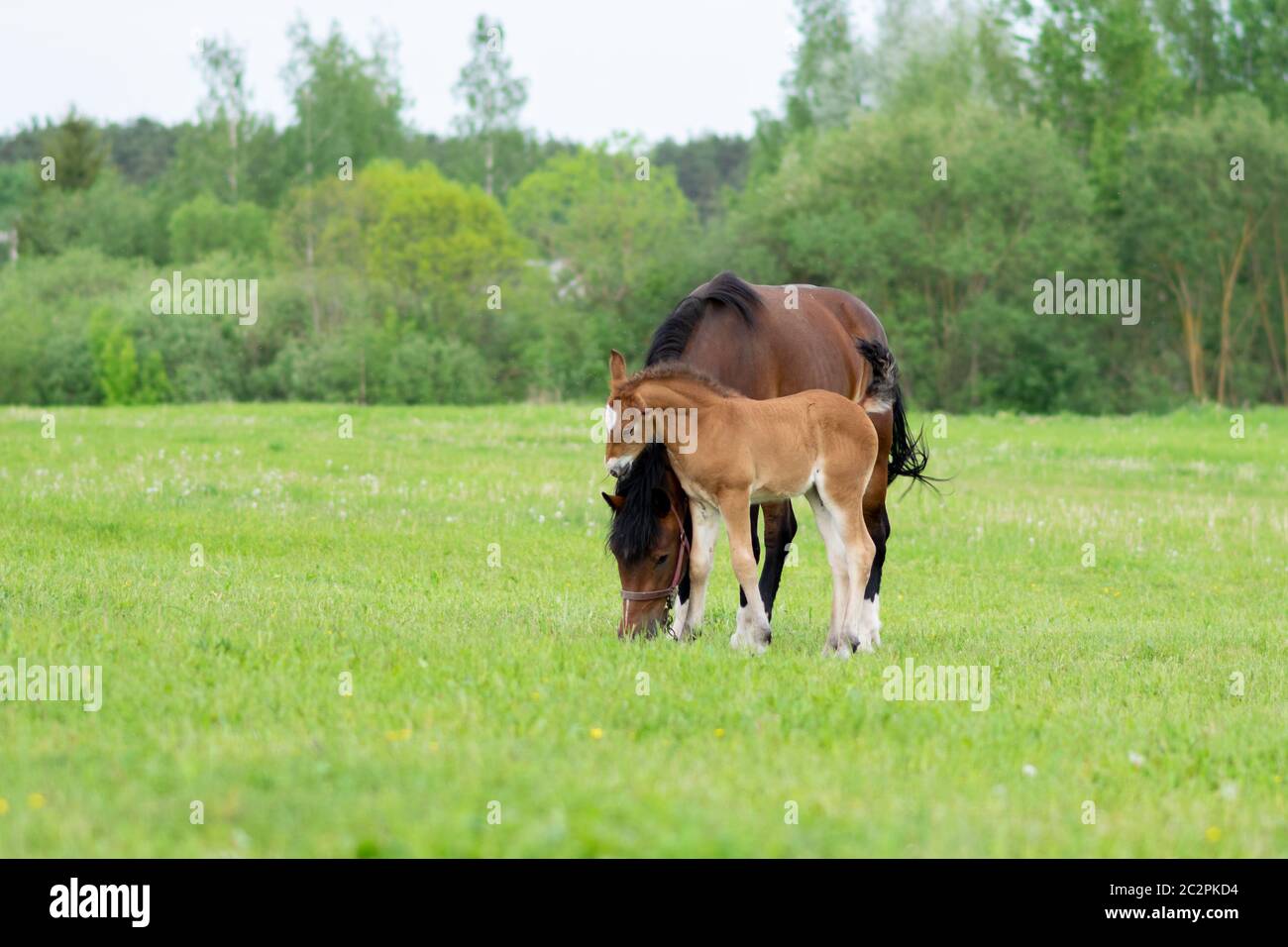 Un cheval de baie avec un foal dans un champ sur un pâturage. Banque D'Images