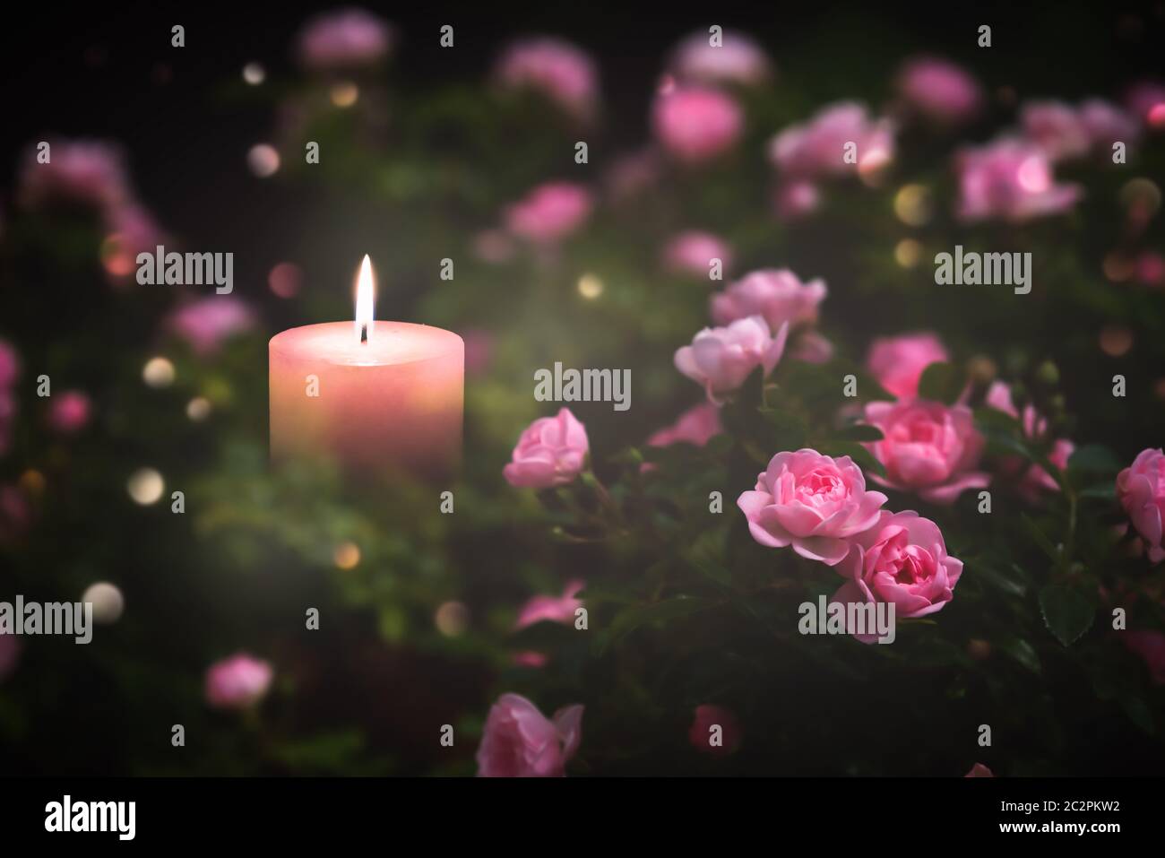 fleurs roses autour d'une bougie lumineuse, belle disposition de fleurs, ambiance festive Banque D'Images
