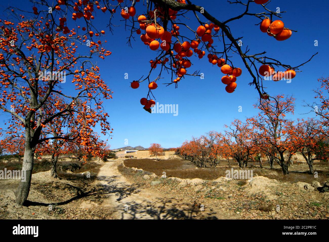 Ville de hukou Village de GaoBai paysages pastoraux, comté de YiChuan, province de shaanxi Banque D'Images