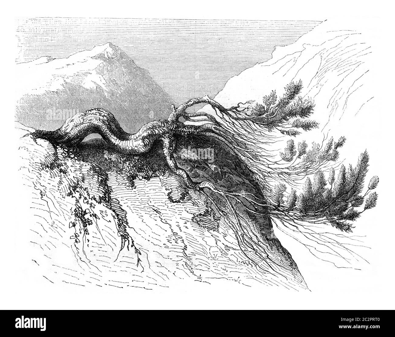 Le pin de montagne, illustration gravée d'époque. Magasin Pittoresque 1847. Banque D'Images