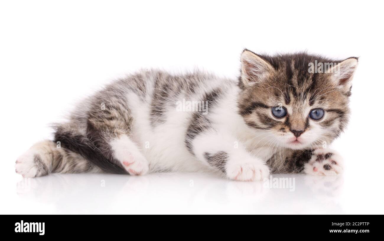 Petit Chaton Isole Sur Fond Blanc Bebe Chat Tigre Photo Stock Alamy Petit Chaton Isole Sur Fond Blanc Bebe Chat Tigre Photo Stock Alamy