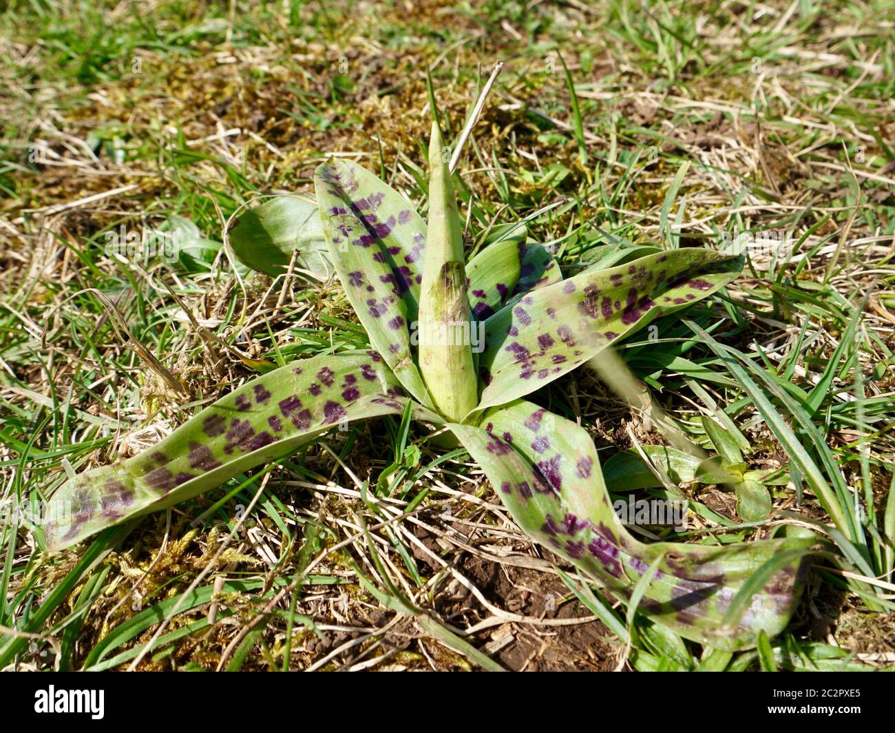 Rosette de feuilles d'une orchidée pourpre précoce (Orcis macula) avant le coulant Banque D'Images