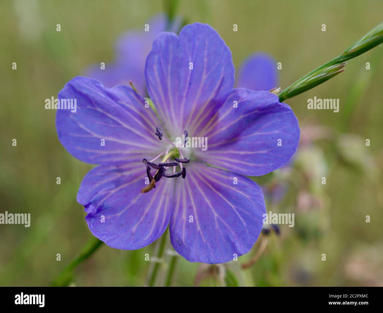 Gros plan d'un pré-projet de loi de Meadow dans un pré à Somerset, en Angleterre Banque D'Images