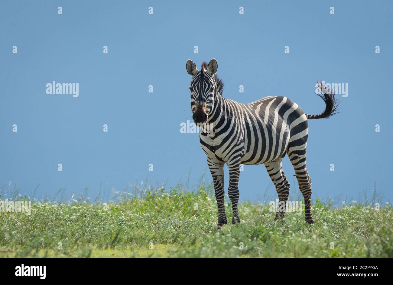 Un zébré mâle avec des mouches autour de sa bouche, debout au milieu de l'herbe verte, orne la queue avec le ciel bleu en arrière-plan à Ndutu Tanzanie Banque D'Images
