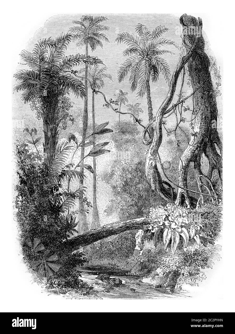 Amérique du Sud, illustration gravée d'époque. Magasin Pittoresque 1857. Banque D'Images
