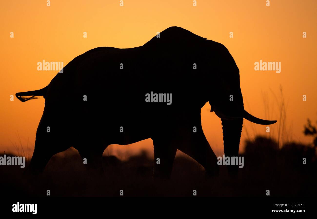 Une femelle adulte éléphant avec une silhouette de tusk vue latérale marchant dans le delta de Khwai Okavango Botswana Banque D'Images