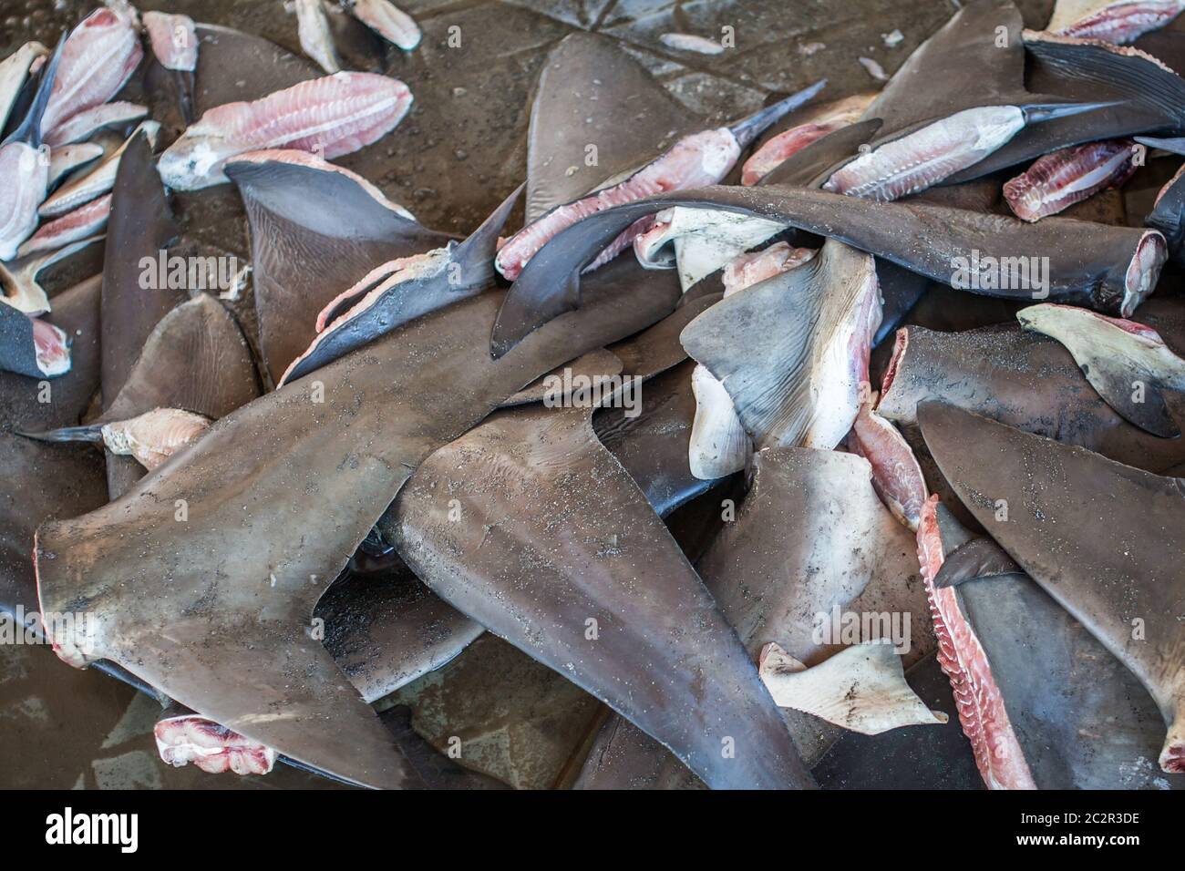 Les requins nagent de la pêche illégale, espèces en voie de disparition. Banque D'Images