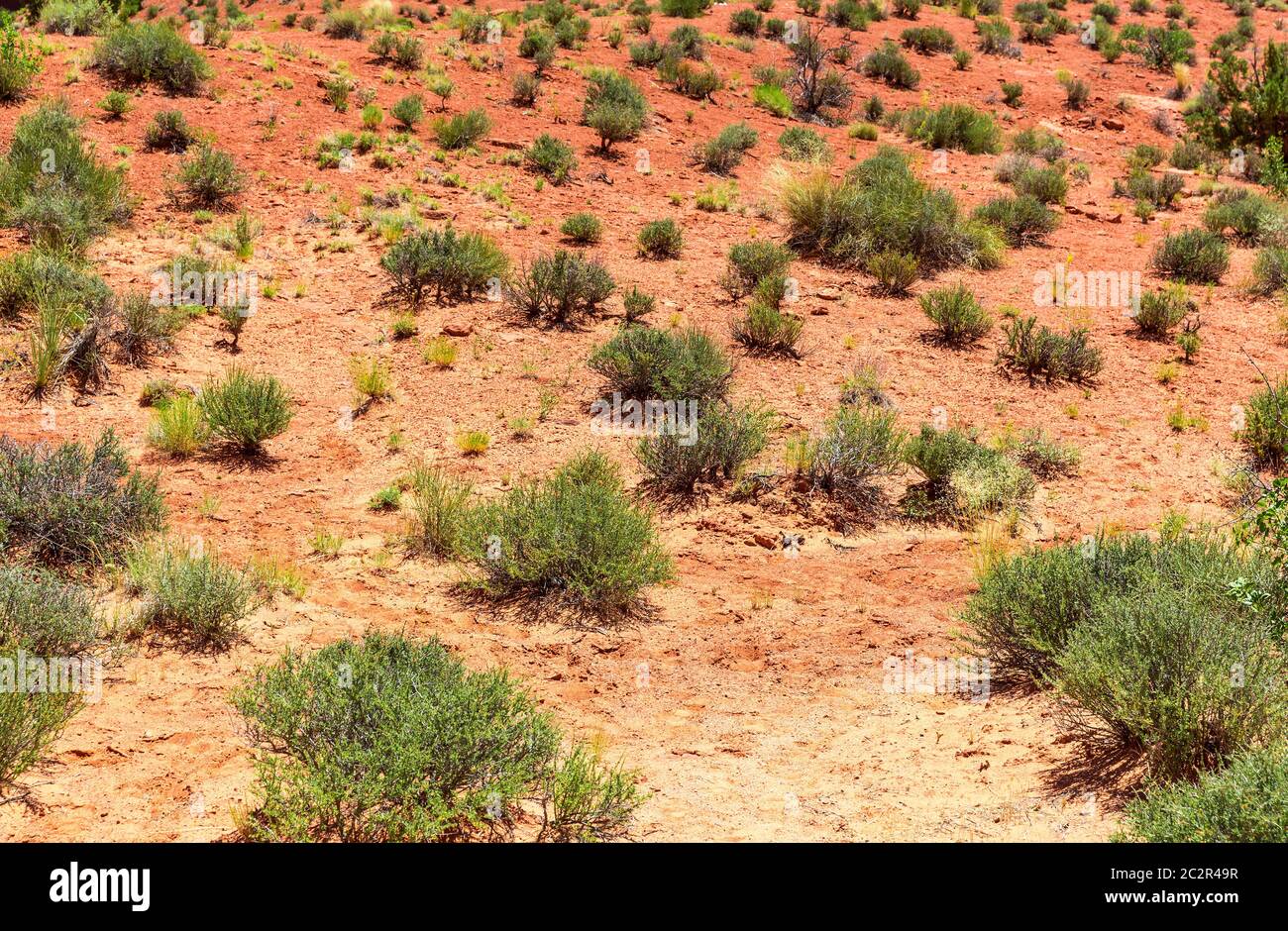 Plante verte en croissance à travers sol mort sans eau. Banque D'Images