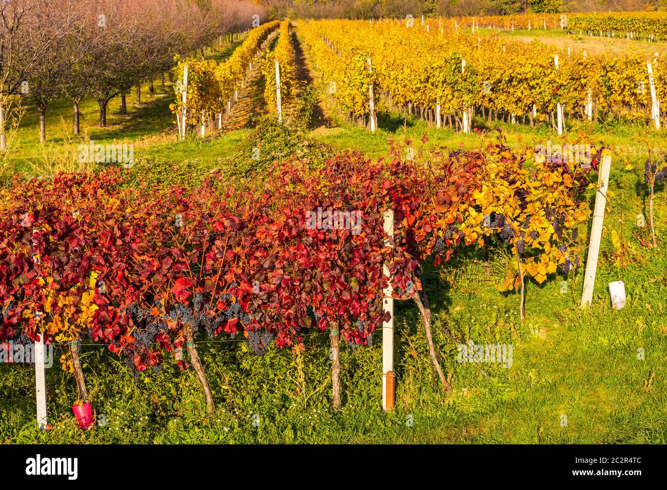 Vignes d'automne à Blatnice pod Svatym Antoninkem, Moravie du Sud, République tchèque Banque D'Images