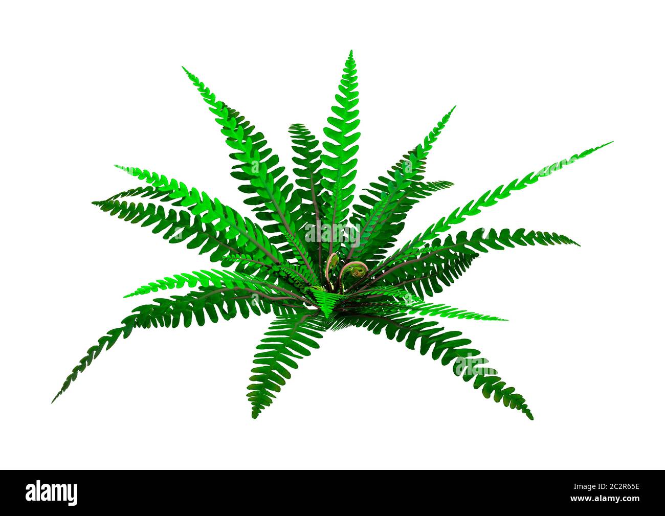 Le rendu 3D d'une plante ou d'un hard fern Struthiopteris spicant, ou Blechnum spicant, ou blechnum isolé sur fond blanc Banque D'Images