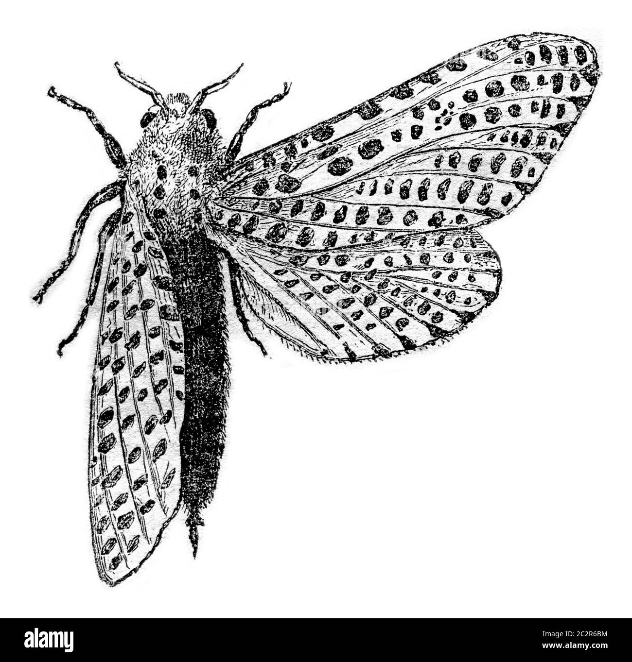 Le châtaigne de papillon, illustration gravée vintage. Magasin Pittoresque 1870. Banque D'Images