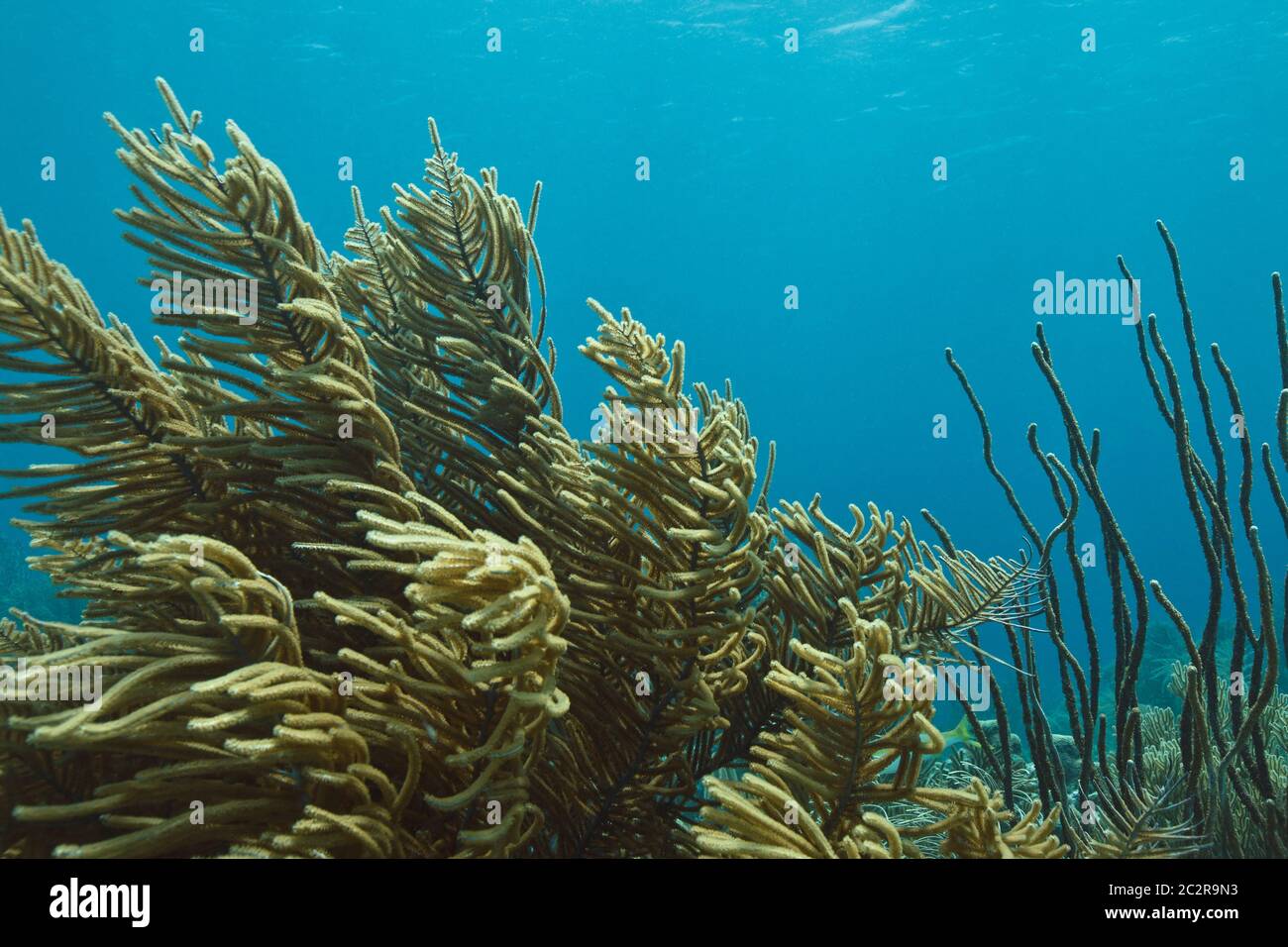 Paysage sous-marin avec prune de mer ( pseudoptérogorgia ), un corail mou dans la mer des Caraïbes autour de Bonaire. Divesite : le lac. Photo D.V. Banque D'Images