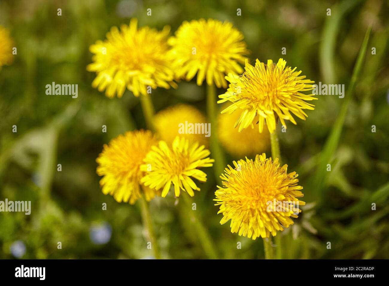 Les pissenlits qui fleurissent spontanément dans la prairie au printemps Banque D'Images