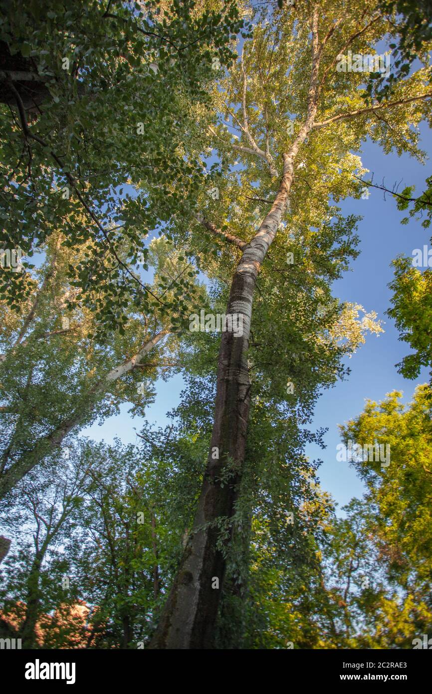 Arbre de plan très haut pris de dessous Banque D'Images