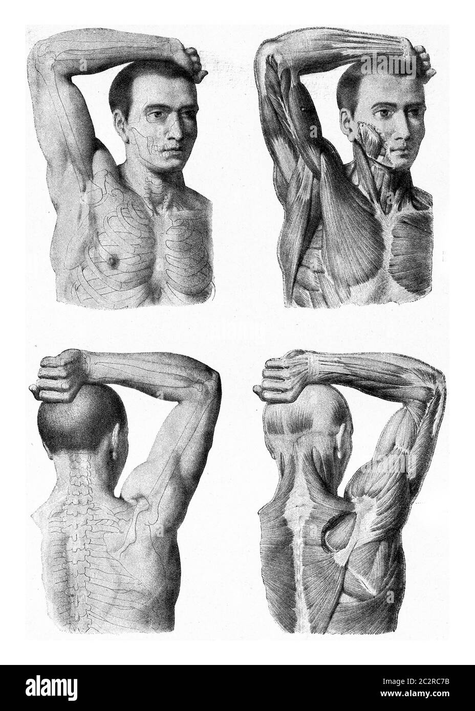 Les muscles du bras de la main d'homme étant soulevée, illustration gravée d'époque. De l'Univers et de l'humanité, 1910. Banque D'Images