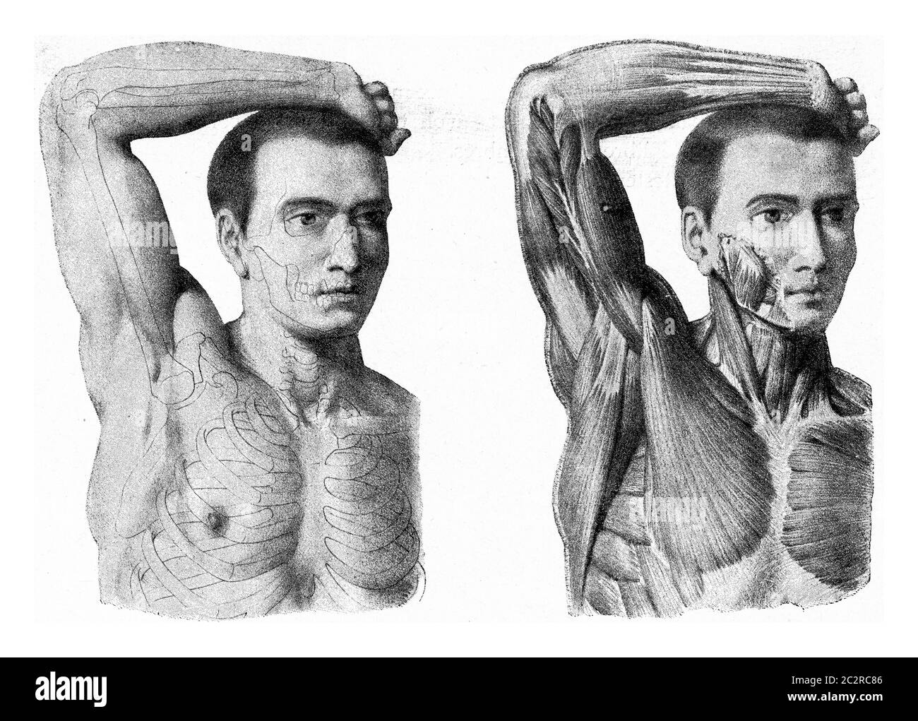 Les muscles du bras de la main d'homme étant soulevée, illustration gravée d'époque. De l'Univers et de l'humanité, 1910. Banque D'Images