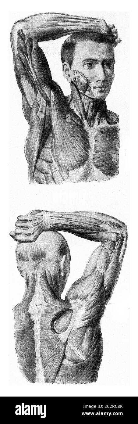 Les muscles du bras de la main d'homme étant soulevée, illustration gravée d'époque. De l'Univers et de l'humanité, 1910. Banque D'Images