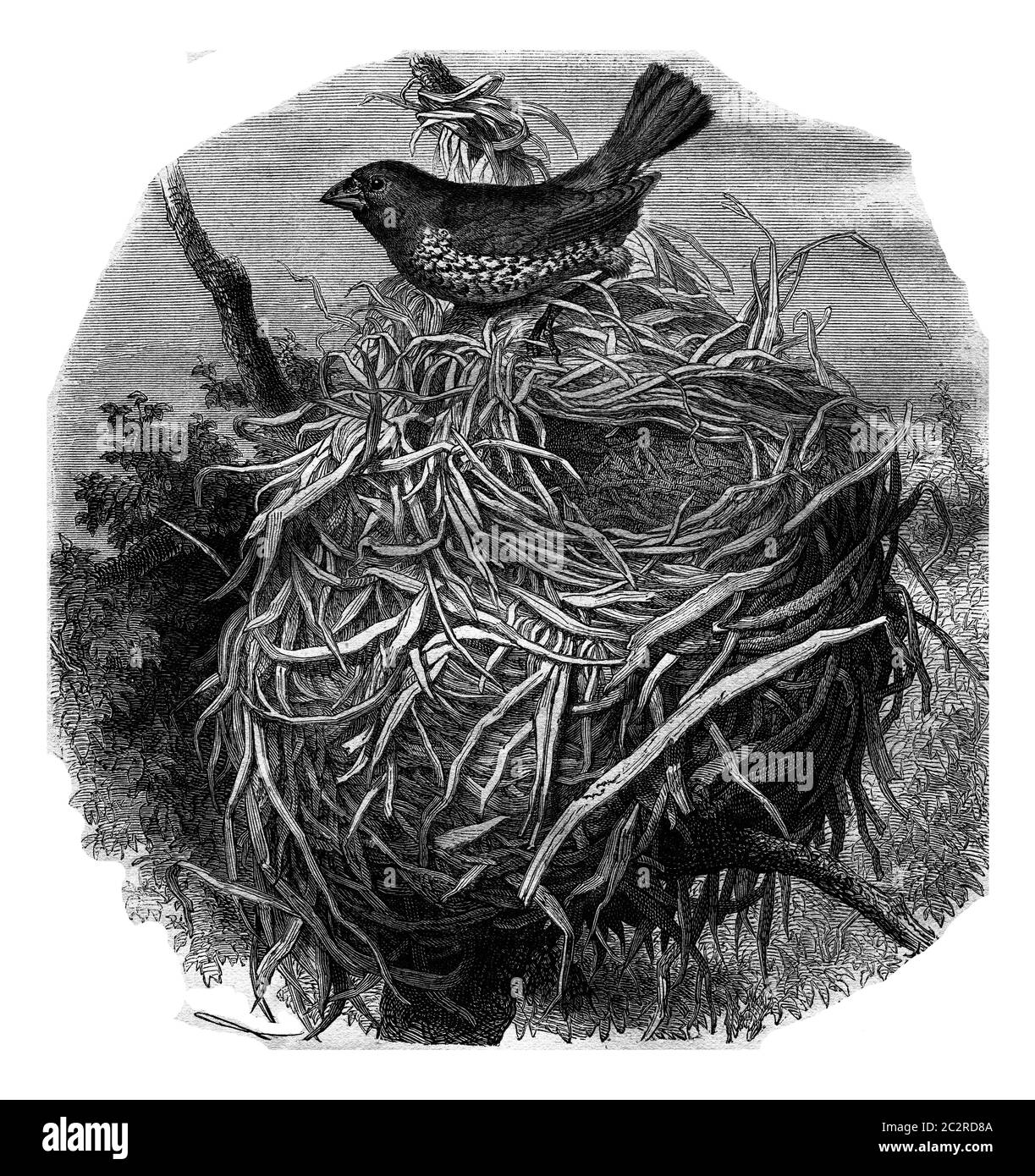 Maculée Munia et son nid, illustration gravée vintage. Magasin Pittoresque 1877. Banque D'Images