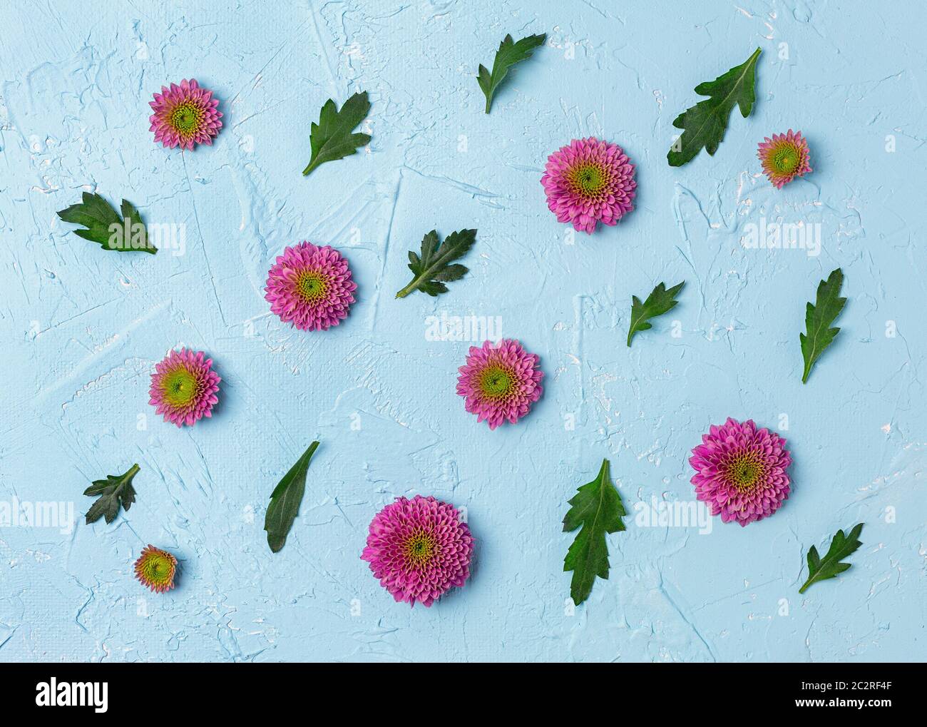 Chrysanthèmes roses sur fond bleu. Banque D'Images