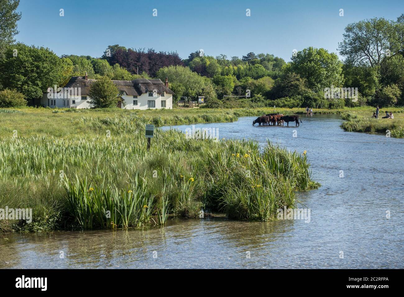 Les gens et le bétail qui font le meilleur de l'essai de rivière lors d'une journée chaude et ensoleillée à Wherwell, Hampshire, Angleterre, Royaume-Uni Banque D'Images