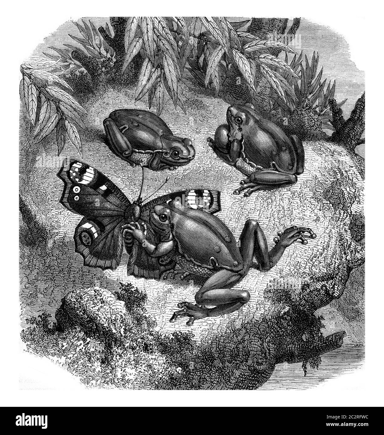 La grenouille d'arbre verte, illustration gravée vintage. Magasin Pittoresque 1880. Banque D'Images