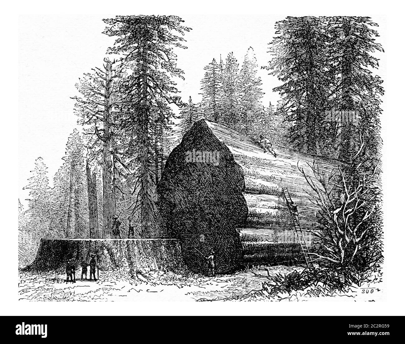 Redwood, illustration gravée d'époque. La vie dans la nature, 1890. Banque D'Images