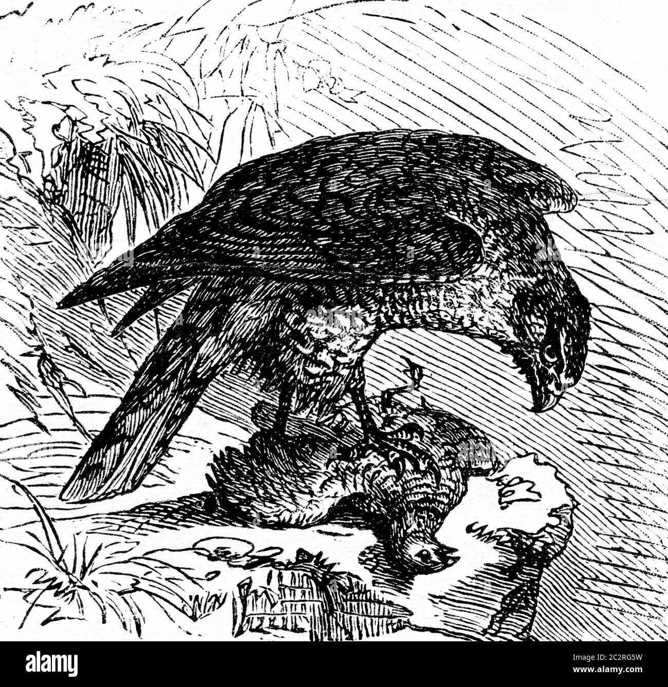 Goshawk, illustration gravée vintage. La vie dans la nature, 1890. Banque D'Images