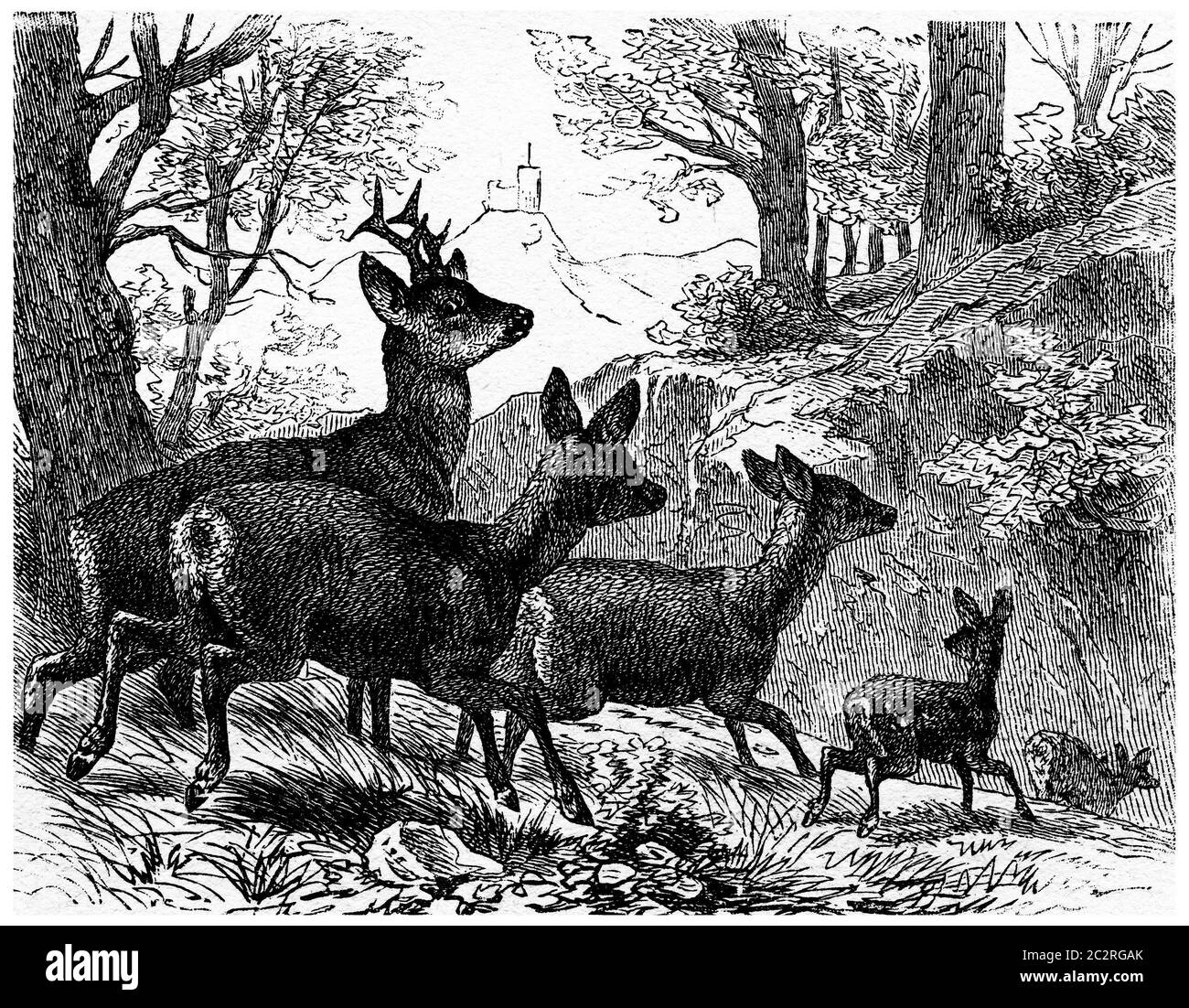 Deer, illustration gravée d'époque. La vie dans la nature, 1890. Banque D'Images