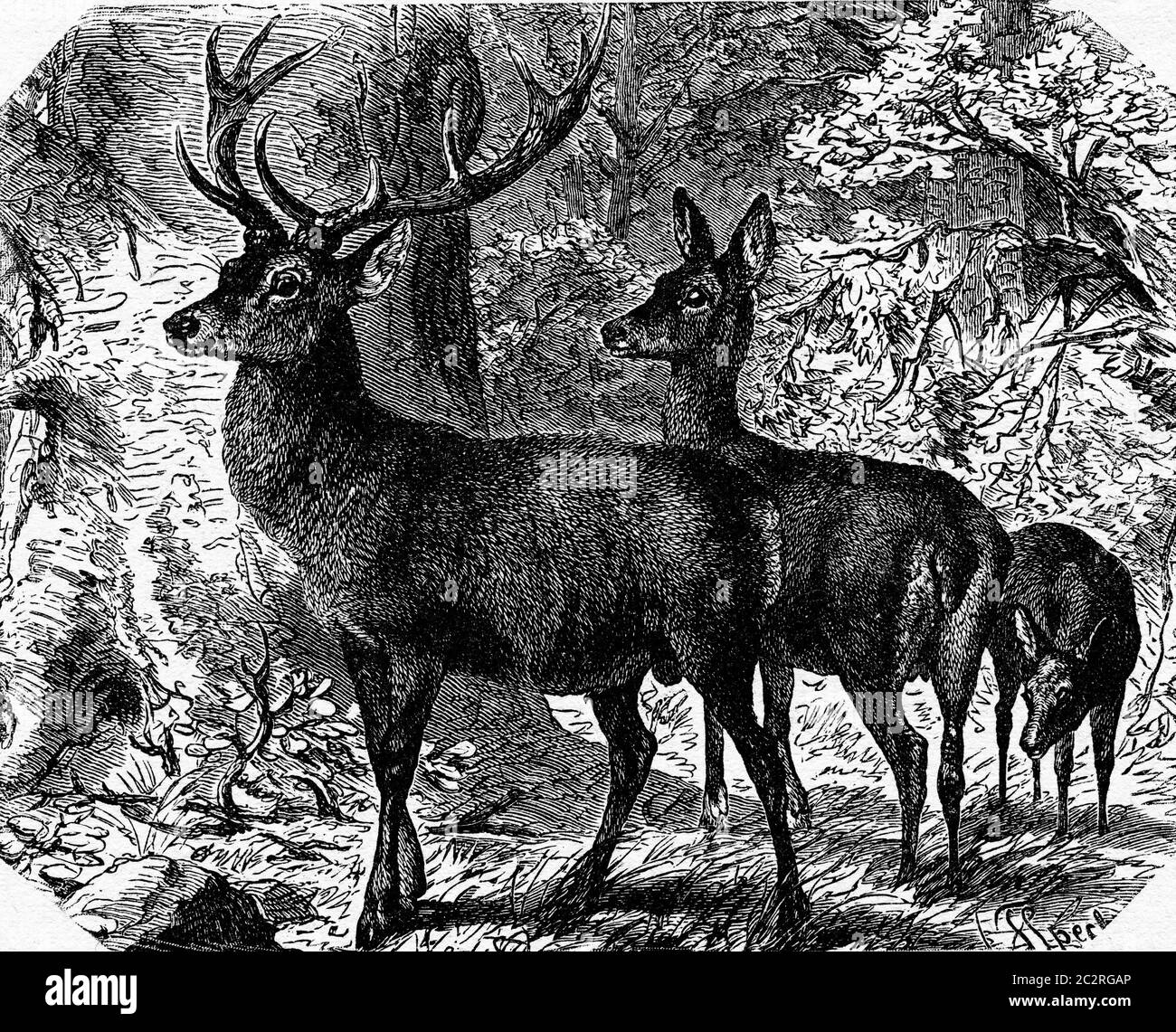 Deer, illustration gravée d'époque. La vie dans la nature, 1890. Banque D'Images