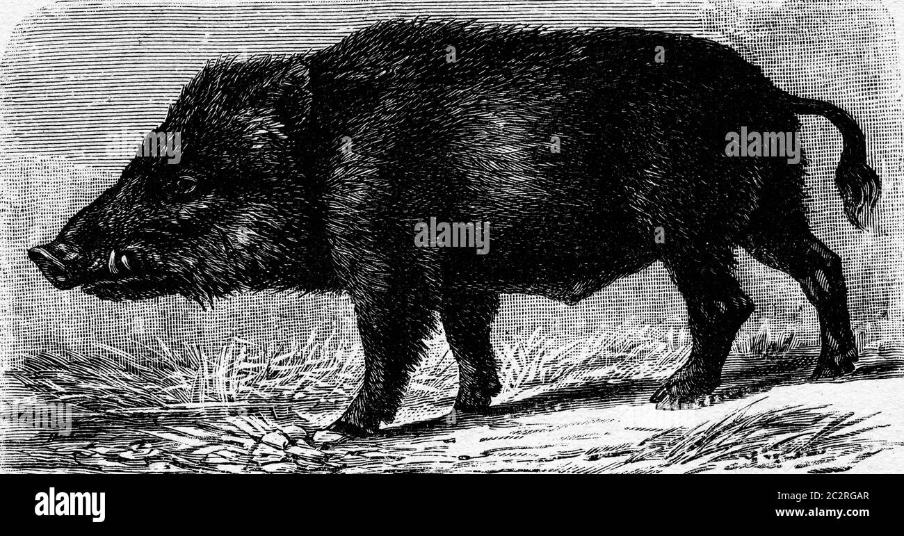 Boar, illustration gravée vintage. La vie dans la nature, 1890. Banque D'Images