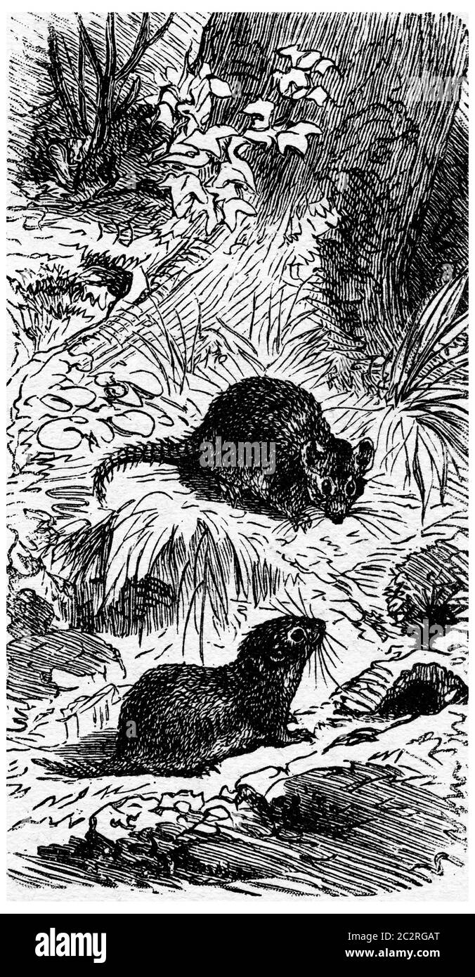 Champ souris et sa maison, vintage gravé illustration. La vie dans la nature, 1890. Banque D'Images
